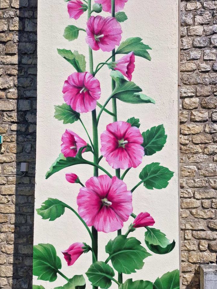 Roses Trémières pour la ville de Pons