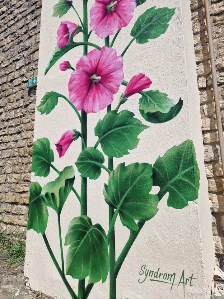 Roses Trémières pour la ville de Pons